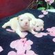 French Bulldog Puppies for sale in Wichita, KS, USA. price: $3,000