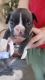 French Bulldog Puppies for sale in Thatcher, AZ, USA. price: NA