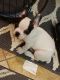 French Bulldog Puppies for sale in Spring, TX 77373, USA. price: $1