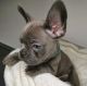 French Bulldog Puppies for sale in Dubuque, IA, USA. price: $600