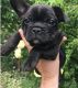 French Bulldog Puppies for sale in Minneapolis, MN, USA. price: $750