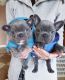French Bulldog Puppies for sale in Louisiana, MO 63353, USA. price: NA