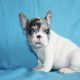 French Bulldog Puppies for sale in Massachusetts Ave, Arlington, MA, USA. price: NA