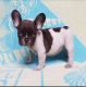 French Bulldog Puppies for sale in Massachusetts Ave, Arlington, MA, USA. price: $1,800