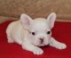 French Bulldog Puppies for sale in Clearwater, FL, USA. price: $380