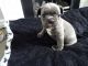 French Bulldog Puppies for sale in 2181 SW Yamhill St, Portland, OR 97205, USA. price: $1,100