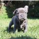 French Bulldog Puppies for sale in Herndon, VA 20170, USA. price: NA