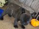 French Bulldog Puppies for sale in Bellefontaine, OH 43311, USA. price: NA