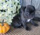 French Bulldog Puppies for sale in Bellefontaine, OH 43311, USA. price: NA