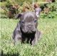 French Bulldog Puppies for sale in Flemington, NJ 08822, USA. price: $550