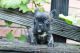French Bulldog Puppies for sale in Flemington, NJ 08822, USA. price: $550