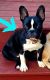 French Bulldog Puppies for sale in Clayton, NC, USA. price: NA