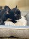 French Bulldog Puppies for sale in Pittsburgh, PA, USA. price: $3,000