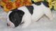 French Bulldog Puppies for sale in Olympia, WA, USA. price: $500