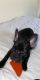 French Bulldog Puppies for sale in Cape Coral, FL 33990, USA. price: $4,000