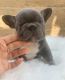 French Bulldog Puppies for sale in Winter Haven, FL, USA. price: NA