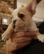 French Bulldog Puppies for sale in Clearwater, FL, USA. price: $650