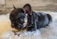 French Bulldog Puppies for sale in Massillon, OH, USA. price: NA