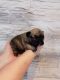 French Bulldog Puppies for sale in Woodstock, NY, USA. price: NA