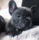 French Bulldog Puppies for sale in Kansas City, MO, USA. price: $850