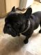French Bulldog Puppies for sale in Radenz Ave, San Diego, CA 92111, USA. price: NA