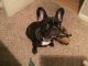French Bulldog Puppies for sale in Casa Grande, AZ, USA. price: $3,200
