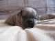 French Bulldog Puppies for sale in Freedom, OH 44266, USA. price: NA