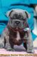 French Bulldog Puppies for sale in Punta Gorda, FL, USA. price: NA