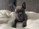 French Bulldog Puppies for sale in Streamwood, IL 60107, USA. price: NA