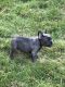 French Bulldog Puppies for sale in Worcester, MA, USA. price: $6,000