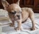 French Bulldog Puppies for sale in West Los Angeles, Los Angeles, CA, USA. price: NA