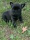 French Bulldog Puppies for sale in Joplin, MO, USA. price: NA