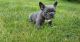 French Bulldog Puppies for sale in Anchorage, AK, USA. price: $500