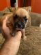 French Bulldog Puppies for sale in Pembroke Pines, FL, USA. price: NA