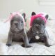 French Bulldog Puppies for sale in Corpus Christi, TX, USA. price: $800