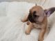 French Bulldog Puppies for sale in Layton, UT, USA. price: NA