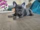 French Bulldog Puppies for sale in Punta Gorda, FL, USA. price: NA