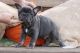 French Bulldog Puppies for sale in Los Angeles, CA 90011, USA. price: NA