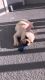 French Bulldog Puppies for sale in Winter Garden, FL 34787, USA. price: $6,000