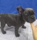 French Bulldog Puppies for sale in Fairbanks, AK, USA. price: $600