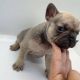 French Bulldog Puppies for sale in New Yorksingel, 2548 Den Haag, Netherlands. price: 2500 EUR