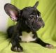 French Bulldog Puppies for sale in Fremont, OH 43420, USA. price: $650