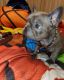 French Bulldog Puppies for sale in Longwood, FL 32750, USA. price: $700