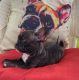 French Bulldog Puppies for sale in Watertown, NY 13601, USA. price: NA