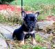 French Bulldog Puppies for sale in Martinsville, VA 24112, USA. price: NA