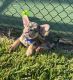 French Bulldog Puppies for sale in Hampton, VA, USA. price: $700