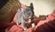 French Bulldog Puppies for sale in Marietta, OH 45750, USA. price: NA