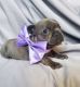 French Bulldog Puppies for sale in Bountiful, UT 84010, USA. price: $6,300