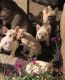 French Bulldog Puppies for sale in WA-105, Washington, USA. price: NA