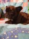French Bulldog Puppies for sale in Fairfield, TX, USA. price: NA